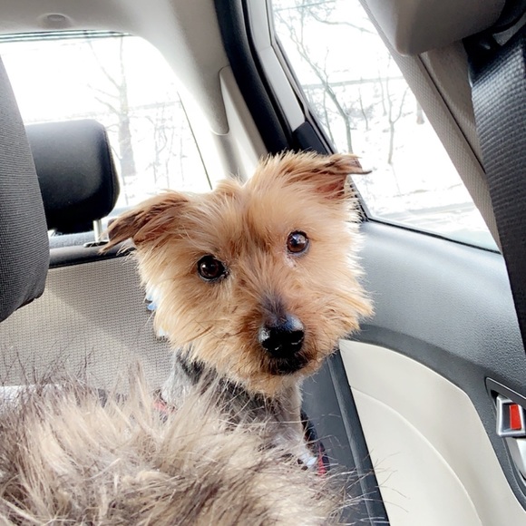 Meet your Posher, Danielle - Picture 2 of 3